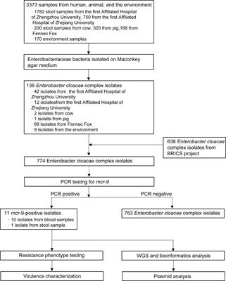 Emergence of Neonatal Sepsis Caused by MCR-9- and NDM-1-Co-Producing Enterobacter hormaechei in China